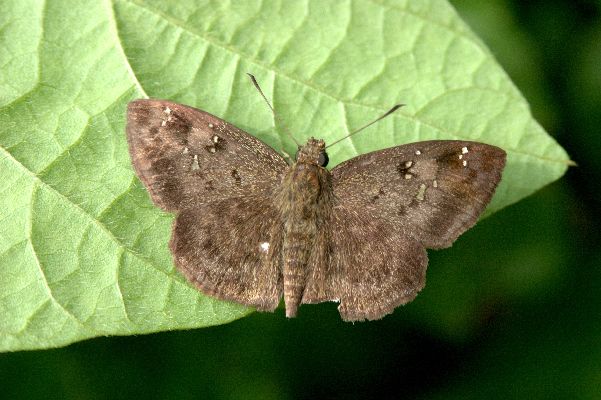 Saranges thecla male UPS